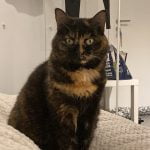 Griotte Mon Chat  Européen Femelle stérilisée - Garde d'animaux à domicile