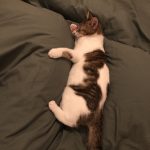Upsy Upsy Mon Chat Européen Mâle stérilisé - Garde d'animaux à domicile