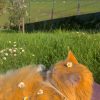 Images de profil de Manon - Blooming Pets - Petsitting et garde d'animaux à domicile