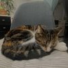 Images de profil de Manon - Blooming Pets - Petsitting et garde d'animaux à domicile