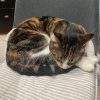 Images de profil de Manon - Blooming Pets - Petsitting et garde d'animaux à domicile
