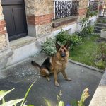 Nova Mon Chien  Berger Allemand Femelle - Garde d'animaux à domicile