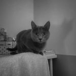 Mowgli Mon Chat  Chartreux Femelle - Garde d'animaux à domicile