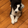 Images de profil de Manon - Blooming Pets - Petsitting et garde d'animaux à domicile