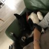 Images de profil de Manon - Blooming Pets - Petsitting et garde d'animaux à domicile