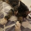 Images de profil de Manon - Blooming Pets - Petsitting et garde d'animaux à domicile