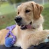 Images de profil de Manon - Blooming Pets - Petsitting et garde d'animaux à domicile