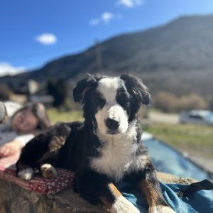Asko