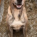 Ulko Mon Chien  Croisé Mâle - Garde d'animaux à domicile