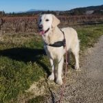 Loustic Mon Chien  Golden Retriever Mâle stérilisé - Garde d'animaux à domicile