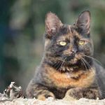 Bidule Mon Chat  Croisé Femelle stérilisée - Garde d'animaux à domicile