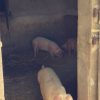 Images de profil de Manon - Blooming Pets - Petsitting et garde d'animaux à domicile