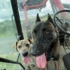 Images de profil de Manon - Blooming Pets - Petsitting et garde d'animaux à domicile