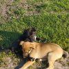 Images de profil de Manon - Blooming Pets - Petsitting et garde d'animaux à domicile