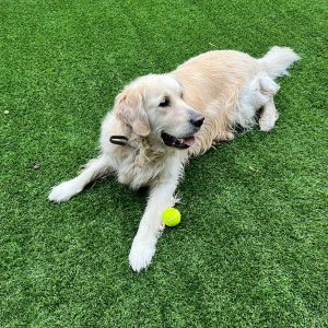 Images de profil de Mareva - Blooming Pets - Petsitting et garde d'animaux à domicile