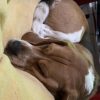 Images de profil de Margaux - Blooming Pets - Petsitting et garde d'animaux à domicile