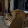Images de profil de Margaux - Blooming Pets - Petsitting et garde d'animaux à domicile