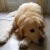 Images de profil de Margaux - Blooming Pets - Petsitting et garde d'animaux à domicile