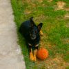 Images de profil de Marjory - Blooming Pets - Petsitting et garde d'animaux à domicile