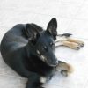Images de profil de Marjory - Blooming Pets - Petsitting et garde d'animaux à domicile