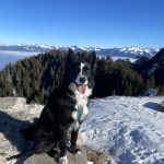 Urus Mon Chien  Border Collie Mâle stérilisé - Garde d'animaux à domicile
