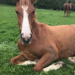 Linabel Mon Cheval  Origine Constatée (OC) Femelle - Garde d'animaux à domicile