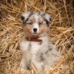 Volt Mon Chien  Berger Américain Miniature Mâle - Garde d'animaux à domicile