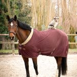 Eveure Mon Cheval  Selle Français Femelle - Garde d'animaux à domicile