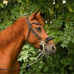 Eden Mon Poney  Origine Non Constatée (ONC) Femelle - Garde d'animaux à domicile