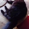 Images de profil de Marie - Blooming Pets - Petsitting et garde d'animaux à domicile