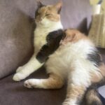 Joly Mon Chat  Européen Femelle - Garde d'animaux à domicile
