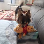 Pim's Mon Chien  Chihuahua Mâle - Garde d'animaux à domicile