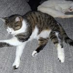 Tobbie Mon Chat  Européen Femelle - Garde d'animaux à domicile