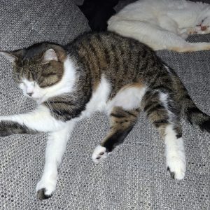 Tobbie