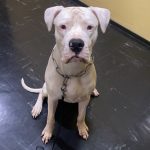 Kaïron Mon Chien  Dogue Argentin Mâle - Garde d'animaux à domicile