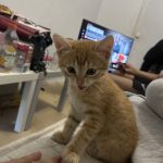 Simba Mon Chat  American Shorthair Mâle - Garde d'animaux à domicile