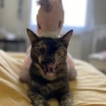 Boo Mon Chat  Européen Femelle - Garde d'animaux à domicile