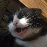 Felix Mon Chat  Européen Femelle - Garde d'animaux à domicile