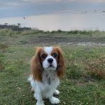 Sunny Mon Chien  Cavalier King Charles Spaniel Mâle - Garde d'animaux à domicile