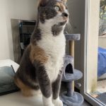 Pixel Mon Chat  Selkirk Rex Femelle - Garde d'animaux à domicile