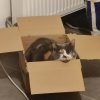 Images de profil de Marine - Blooming Pets - Petsitting et garde d'animaux à domicile