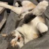 Images de profil de Marine - Blooming Pets - Petsitting et garde d'animaux à domicile