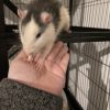 Images de profil de Marine - Blooming Pets - Petsitting et garde d'animaux à domicile