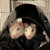 Images de profil de Marine - Blooming Pets - Petsitting et garde d'animaux à domicile