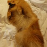 Naya Mon Chien  Spitz Nain Femelle - Garde d'animaux à domicile