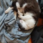 Mistic Mon Chat  American Shorthair Femelle - Garde d'animaux à domicile