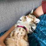 Fiona Mon Chat  Mau Égyptien Femelle - Garde d'animaux à domicile