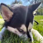 Volt Mon Chien  Croisé Mâle - Garde d'animaux à domicile