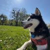 Images de profil de Marine - Blooming Pets - Petsitting et garde d'animaux à domicile