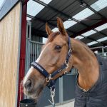 Eden Mon Cheval  Selle Français Femelle - Garde d'animaux à domicile